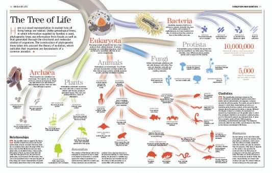 Descrever as relações evolutivas em