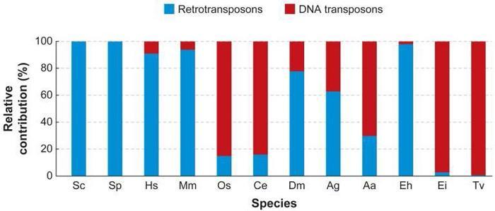 Formam 45% do genoma humano; Transposons são pedaços do DNA capazes de se movimentar pelo genoma;