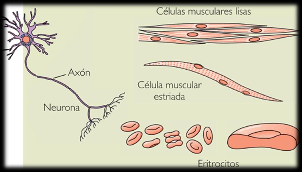 Um célula muscular isolada é conhecida como fibra muscular.