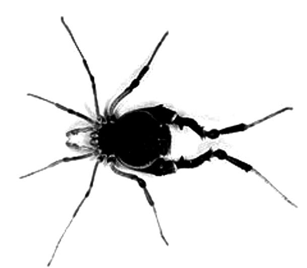 Questão 5 Durante a transição do período Ordoviciano para o Devoniano, ocorreu a conquista do ambiente terrestre pelos vegetais. Algumas plantas gimnospermas surgiram nessa transição.