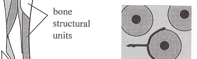 propriedades mecânicas influência das propriedades do osso das trabéculas terá o osso que constitui i as trabéculas propriedades d mecânicas idênticas ao osso