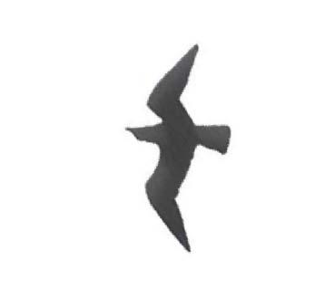 4. Um corpo que voa tem seu peso P equilibrado por uma força de sustentação atuando sobre a superfície de área A das suas asas.