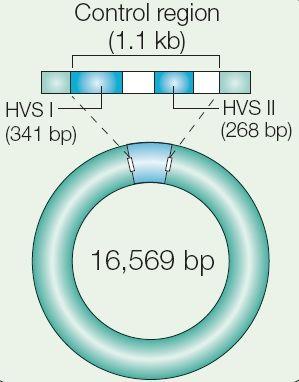 Figura 2 DNA mitocondrial em forma circular. Esse DNA foi completamente seqüenciado, e a região que possui variações de seqüência é chamada de região controle.