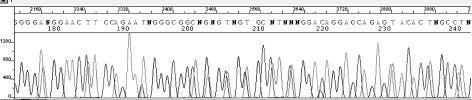 Figura 3 Seqüenciamento do DNA mitocondrial permite conhecer o genótipo do indivíduo pela leitura de cada base do DNA nas regiões HV1 e HV2.