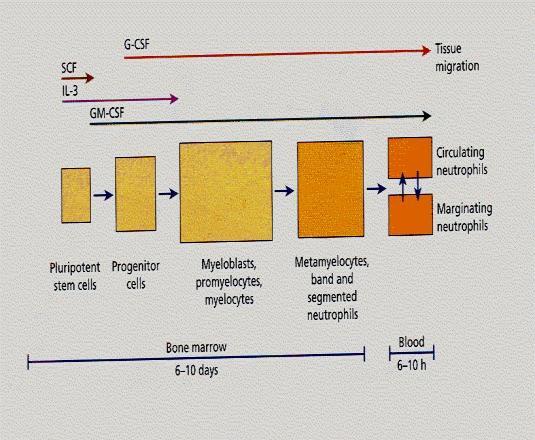CINÉTICA DOS NEUTRÓFILOS ESTIMULAÇÃO DA LEUCOPOIESE PELAS