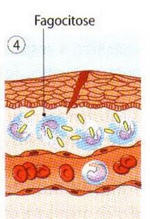 Chegam depois os monócitos que se diferenciam em macrófagos.