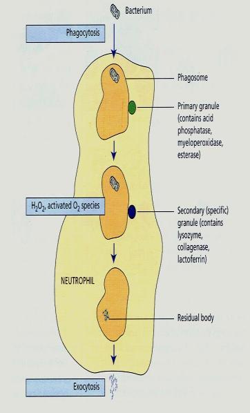 1. Capacidade de migração FUNÇÕES DOS NEUTRÓFILOS 1. Fagocitose 2. Exocitose FUNÇÕES DOS GRANULÓCITOS 1.