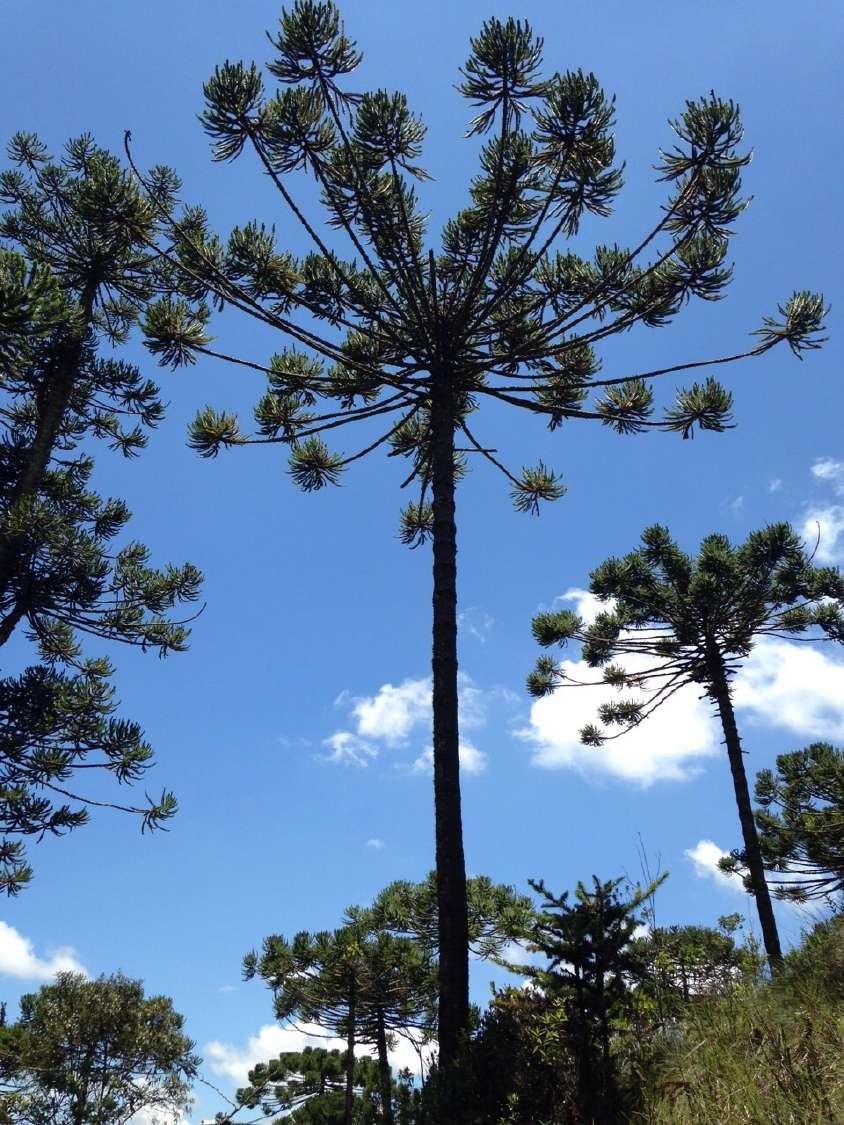 Coniferophyta Família Araucariaceae