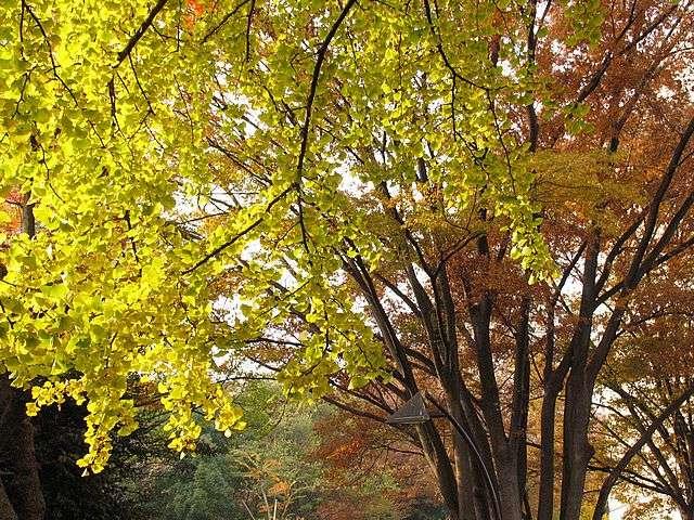 Ginkgo biloba