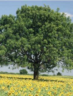 41 Figura 2: A árvore de Neem. O Neem tem duas espécies intimamente relacionadas: A. indica A. Juss e M. azedarac.
