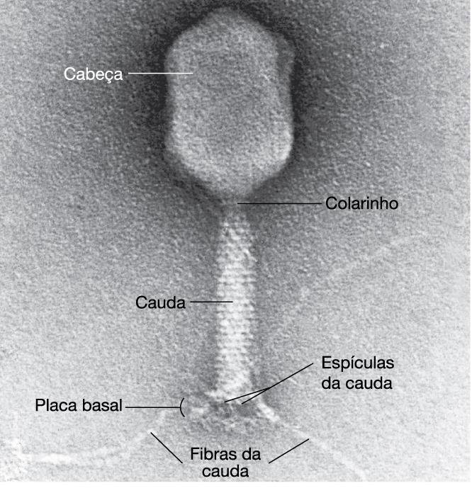 Cabeça icosaédrica Cauda Cauda