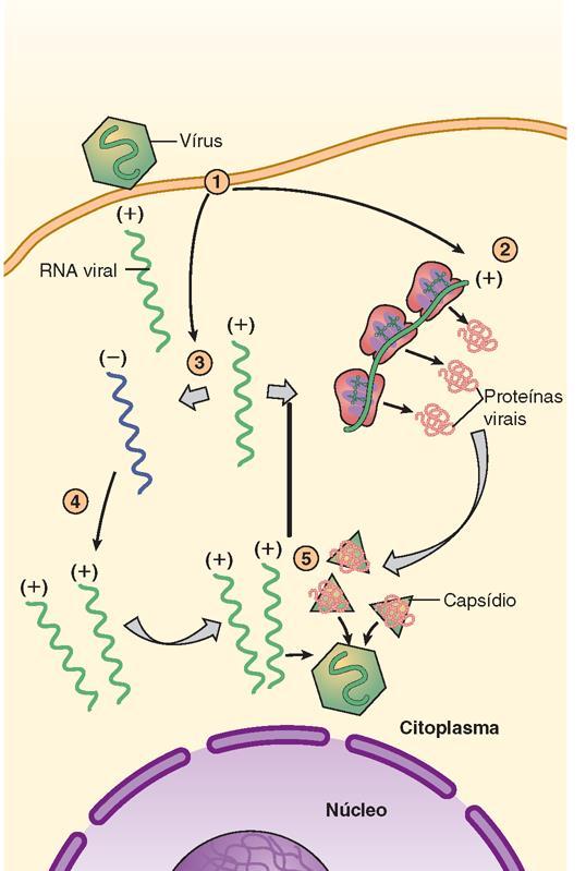 Ciclo de crescimento de um vírus de RNA de fita simples +