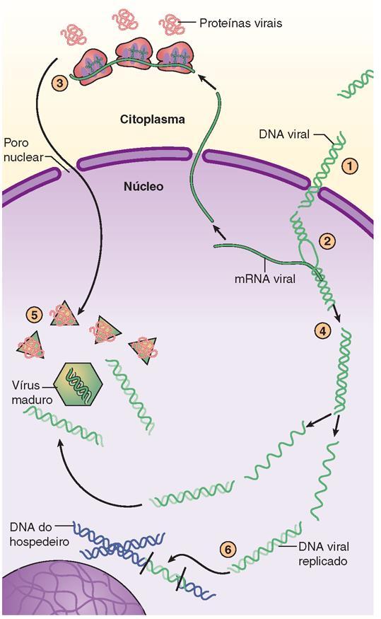 Herpesvírus Ciclo de crescimento