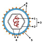 Vírus Componentes da partícula viral Envelope (5): presente em alguns vírus; pode ser a própria membrana plasmática da célula hospedeira.