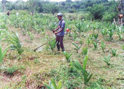 Tratos culturais No primeiro ano de plantio, a pupunheira exige intensos tratos culturais para o controle de plantas daninhas, que pode ser feito das seguintes maneiras: Herbicida: eficiente, porém é