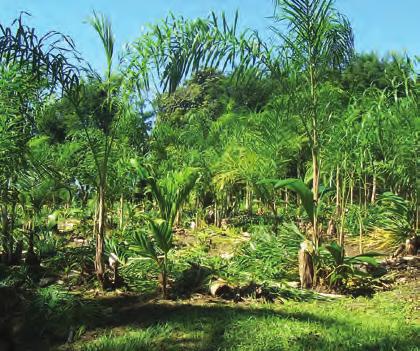 Colheita A idade ou época ideal de corte dos plantios de pupunheira para palmito é determinada em função de diversos fatores: Tipo de mercado pretendido; Época de plantio; Densidade de plantas;