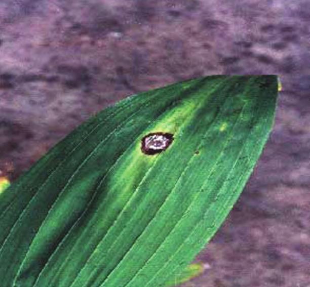 Mancha foliar de Curvularia Agente causal Fungo do gênero Curvularia. Hospedeiro Pupunheira e palmeira real.