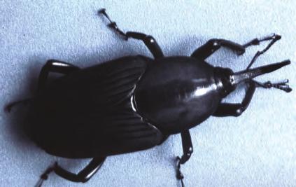 , 1968). Descrição. O adulto é um besouro de coloração preta, opaca e aveludada, medindo cerca de 45 mm a 60 mm de comprimento por 15 mm a 18 mm de largura.