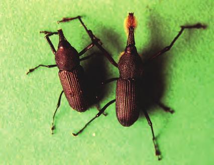 Broca-do-tronco-das-palmáceas Nome científico. Rhinostomus barbirostris (Coleoptera: Curculionidae). Nomes comuns. broca-do-estipe-docoqueiro, broca-do-tronco-do-coqueiro, broca do estipe e rina.