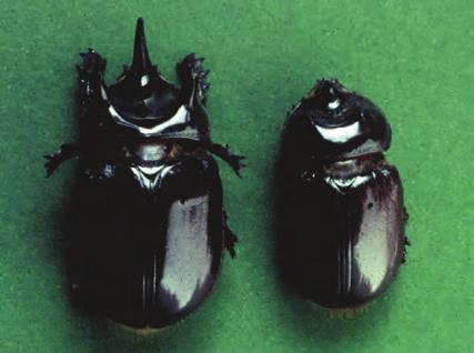 Broca-do-bulbo Nome científico. Strategus aloeus (Coleoptera: Scarabidae). Nomes comuns. Broca-do-bulbo, brocada-raiz-do-coqueiro, besouro-gigante-docoqueiro, besouro-rinoceronte. Hospedeiros.