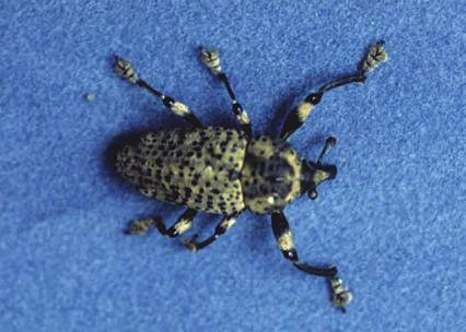 Broca-da-ráquis-foliar Nome científico. Amerrhinus ynca (Coleoptera: Curculionidae). Nomes comuns. Broca-do-pecíolo ou Broca-da-ráquis-foliar. Hospedeiros.