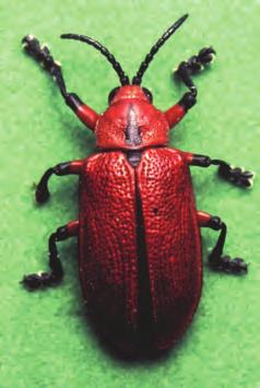 Barata-do-coqueiro Nome científico. Coraliomela brunnea (Coleoptera: Crisomelidae). Nomes comuns. Barata-do-coqueiro ou falsa-barata-do-coqueiro. Hospedeiros. Syagrus romanzoffiana, S.