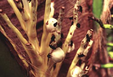 a frutificação e, consequentemente, afetando o rendimento da cultura. No coqueiro, os danos da arapuá são visíveis nas inflorescências e durante o período de frutificação.
