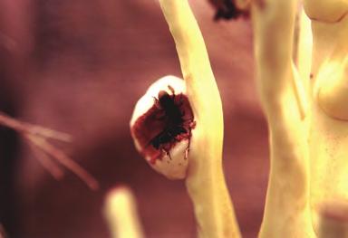 Em frutos pequenos, roem a parte apical, fazendo grandes orifícios, permitindo a entrada de insetos saprófitas e de organismos patogênicos, causando a queda dos frutos ainda em formação (Figura 38).