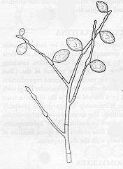 Phytophthora infestans. Esporangióforo com esporângios. Note que há esporângios de diversos tamanhos, indicando crescimento indeterminado.