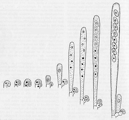 Formação de asca madura com ascósporos a partir de célula mãe da asca em um gancho. Note a formação repetitiva de ascas pela formação de novos ganchos.