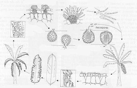 Ciclo de vida: Exemplo Mycosphaerella musicola (agente do mal de Sigatoka da bananeira) Conjunto de conidióforos com conídios Conídios Manchas necróticas em folhas Ascósporos Espermagônios com