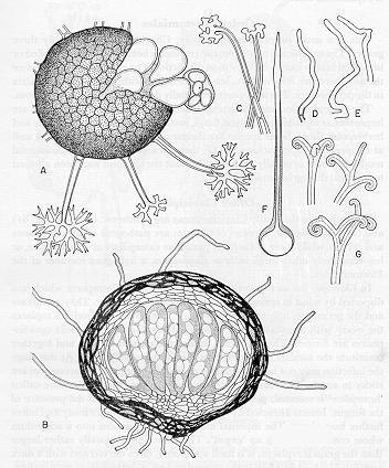 Plectomycetidae (categoria em desuso) Esta categoria incluia aqueles ascomicetos cujos ascos estão contidos no interior de ascocarpos fechados, geralmente esféricos - o CLEISTOTÉCIO.