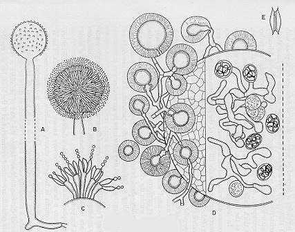 De fato, espécies de Aspergillus e Penicillium estão entre os fungos mais comuns na natureza.
