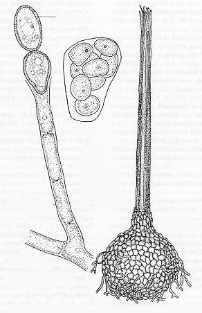 Hymenoascomycetidae (categoria em desuso) Esta categoria incluia aqueles fungos cujo ascocarpo é: 1) fechado, mas que na maturidade apresenta uma abertura (o ostíolo) por onde os ascósporos escapam -