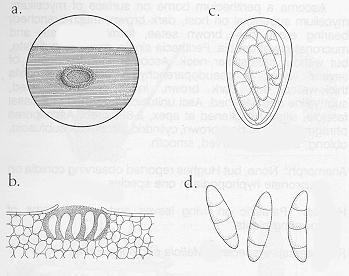 Sphaceloma: a- verruga formada sobre hospedeiro; b- corte de ascostroma com lóculos contendo uma asca cada; c- asca; d- ascósporos Venturia Destaca-se a espécie V.