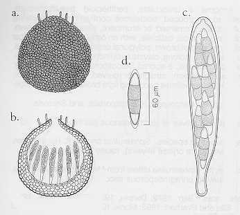 Algumas espécies são unicelulares (as leveduras imperfeitas), enquanto que outras não produzem qualquer tipo de esporo, mas a maioria tem micélio septado e produz conídios (esporos assexuados) sobre