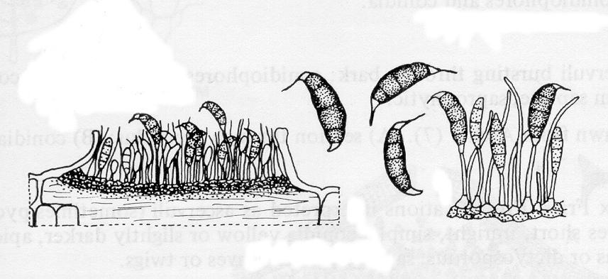 almofada), picnídio (estrutura globosa, composta de pseudoparênquima e com a parte