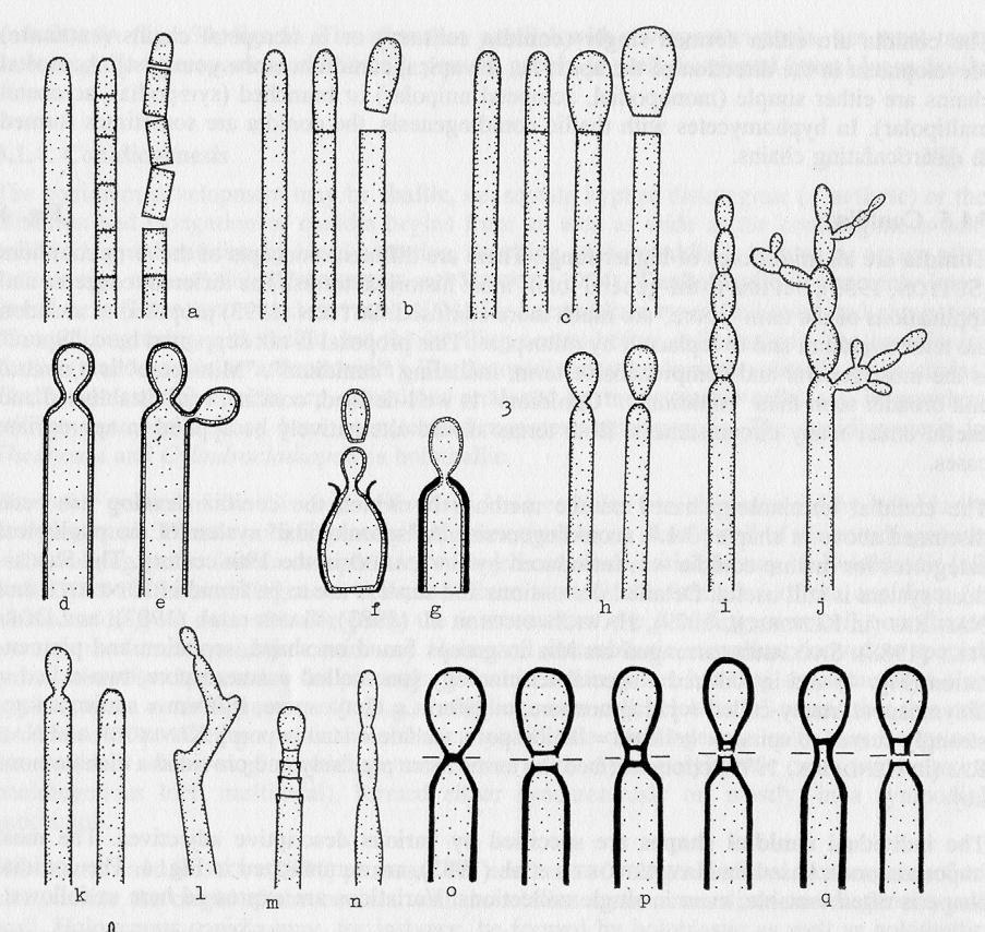 A ontogenia dos conídios dos fungos mitospóricos é um aspecto importante para a classificação dos mesmos.