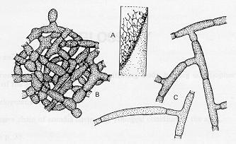 sterilia). Algumas espécies podem produzir escleródios, resultantes do enovelamento de hifas com posterior aumento da resistência da parede celular.
