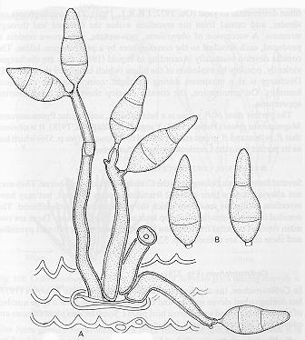 Botrytis Pyricularia Família Dematiaceae Nessa família, acham-se inclusos aqueles organismos que se caracterizam por produzir conidióforos e/ou conídios escuros, fuligíneos ou negros.