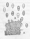 Asperisporium Fusarium Classe Coelomycetes (em desuso) Categoria que reunia fungos mitospóricos que produzem seus conídios protegidos do ambiente externo em