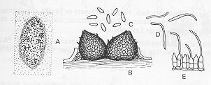 Ascochyta pisi causa a doença denominada mancha de ascochyta em ervilha. Podridão cinzenta do caule de feijoeira é causada por Macrophomina phaseolina.