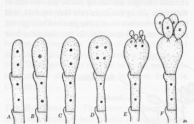 Etapas na formação de basidiósporos: cariogamia e meiose na extremidade de uma hifa, transformação da célula terminal em basídia com 4 esterígmas, migração dos núcleos para dentro dos basidiósporos