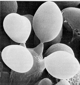 Basídia e 4 basidiósporos Os basídios podem ser divididos em três partes: o probasídio (porção onde ocorre a cariogamia), o metabasídio (porção onde ocorre a meiose) e os esterigmas (porção que fica
