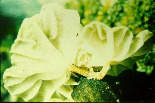 Basidiocarpos de Crinipellis perniciosa e sintomas de envassouramento em ramo. A caneta indica a posição em que se deu a infecção reconhecida por entumescimento do ramo.