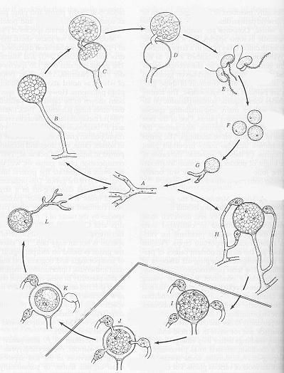 Ciclo de vida.