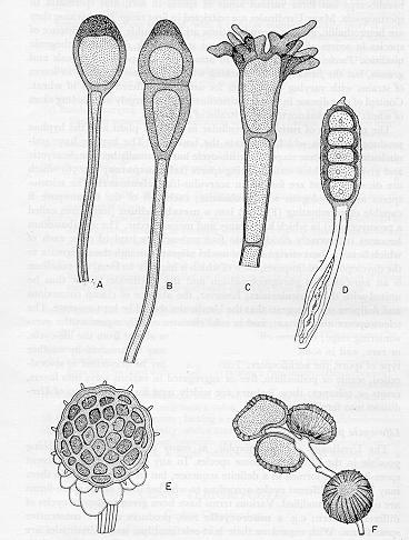 Teliósporos de algumas espécies diferentes de ferrugens: A- Uromyces, B- Puccinia graminis, C- Puccinia coronata; D- Phragmidium; E- Ravenelia; F- Uromycladium. Literatura relevante CUMMINS, G.B. & HIRATSUKA, Y.