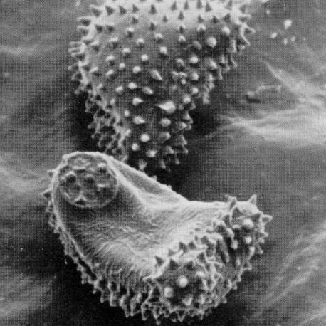 Várias partes do hospedeiro podem ser infectadas, embora as partes florais sejam as mais comumente afetadas. A hifa geralmente é intercelular, apesar de haver espécies com micélio intracelular.