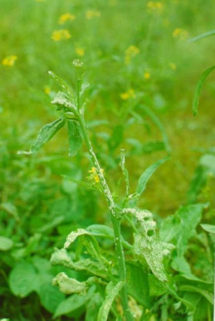 Enquanto que os míldios se caracterizam geralmente pelo amarelecimento e queima relativamente rápida de órgão atacados (sobretudo folhagem) nas ferrugens brancas os órgãos vegetais infectados