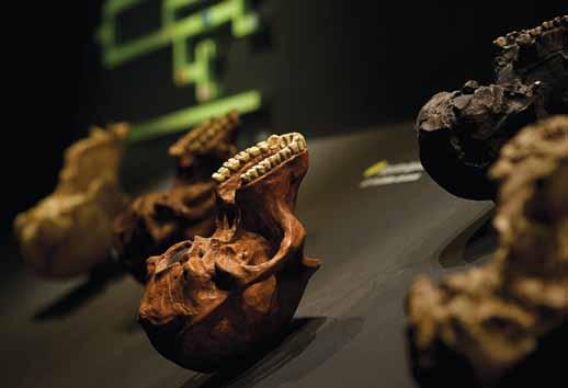 Noventa por cento das peças da mostra foram feitas pela equipe de Walter Neves, da USP Reproduções do esqueleto de Lucy e do Garoto de Turkana (um Homo erectus de 1,6 milhão de anos), de crânios de
